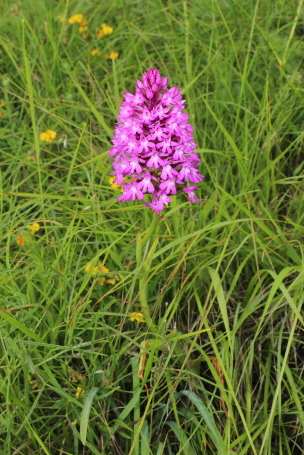 Anacamptis pyramidalis